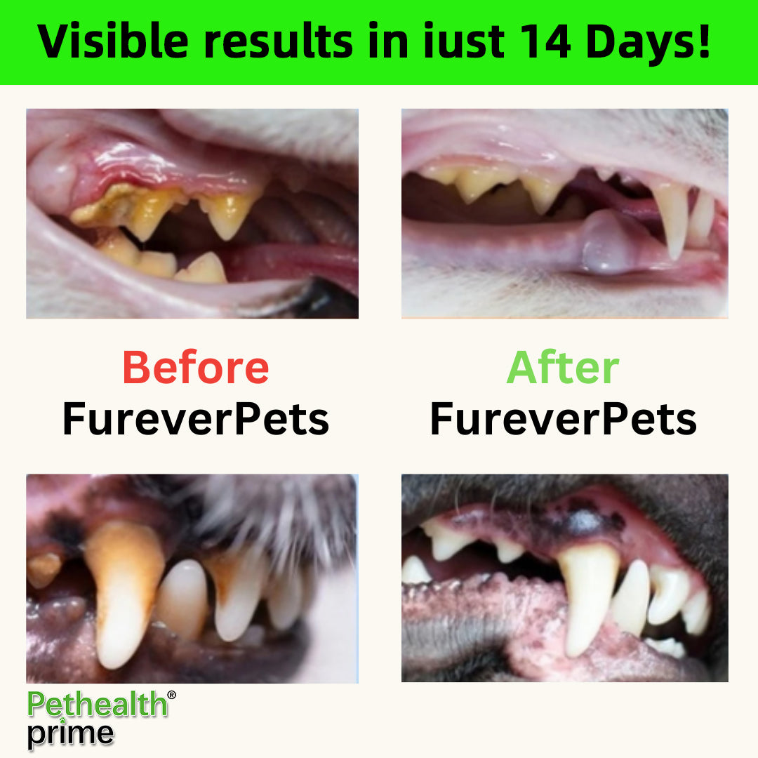 Protect Your Dog’s Teeth with Pethealth Prime – Save on Costly Vet Bills and Extend Their Life with Simple Oral Care. Order Now!