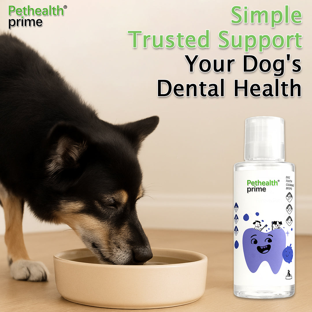 Protect Your Dog’s Teeth with Pethealth Prime – Save on Costly Vet Bills and Extend Their Life with Simple Oral Care. Order Now!